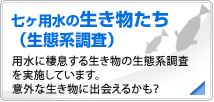 七ヶ用水の生き物たち（生態系調査）