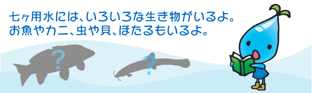 七ヶ用水には、いろいろな生き物がいるよ。お魚やカニ、虫や貝、ほたるもいるよ。